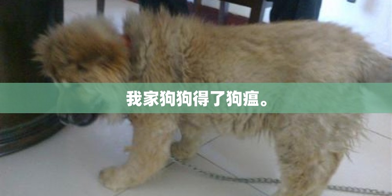 我家狗狗得了狗瘟。 我家狗狗得了狗瘟。
