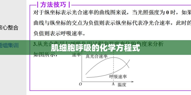 肌细胞呼吸的化学方程式 肌细胞呼吸的化学方程式