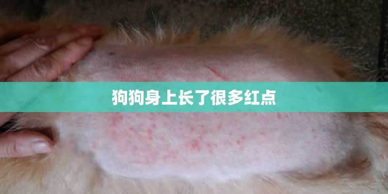 狗狗身上长了很多红点 狗狗身上长了很多红点