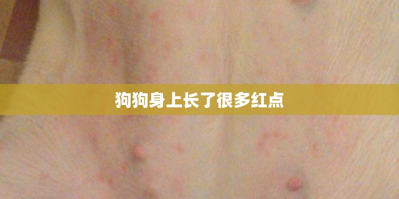 狗狗身上长了很多红点 狗狗身上长了很多红点