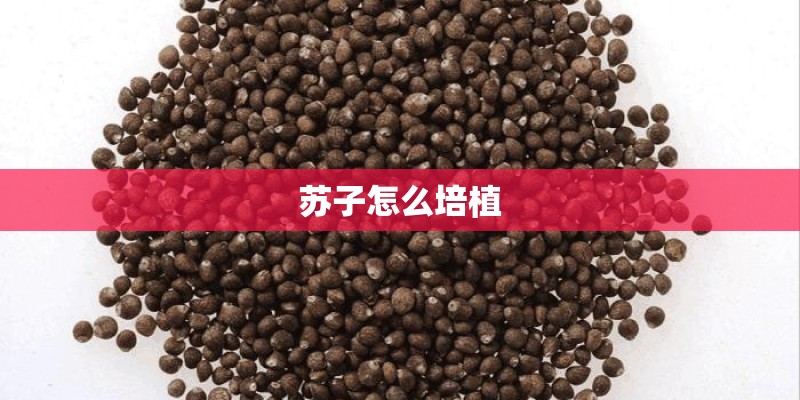 苏子怎么培植 苏子怎么培植