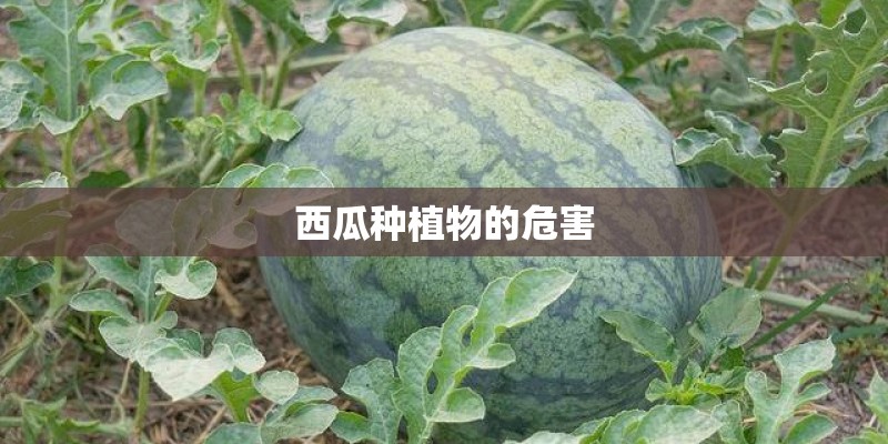 金鱼草怎么养家庭养法（小金鱼绿植的养护方法）