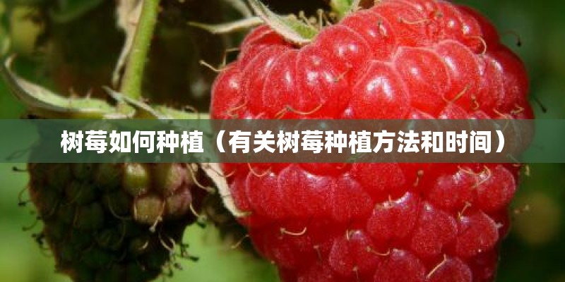 树莓如何种植（有关树莓种植方法和时间）
