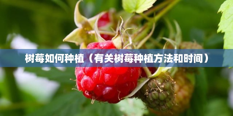 树莓如何种植(有关树莓种植方法和时间) 树莓如何种植(有关树莓种植方法和时间)