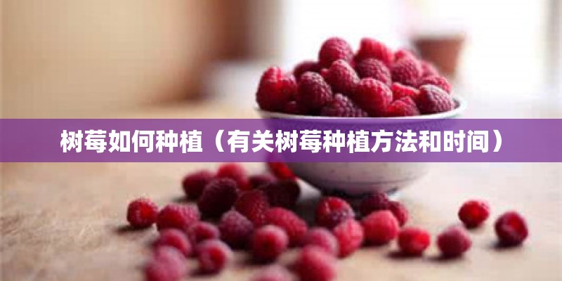 树莓如何种植(有关树莓种植方法和时间) 树莓如何种植(有关树莓种植方法和时间)