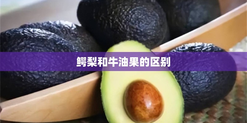 鳄梨和牛油果的区别 鳄梨和牛油果的区别