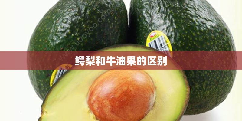 鳄梨和牛油果的区别 鳄梨和牛油果的区别