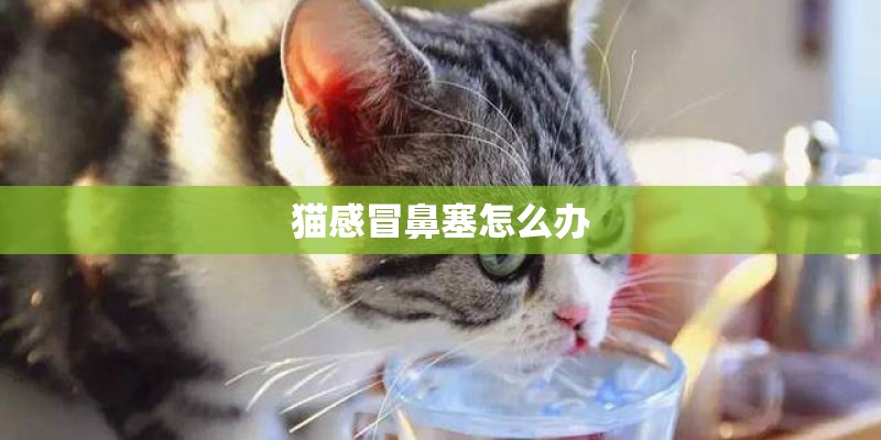 猫感冒鼻塞怎么办 猫感冒鼻塞怎么办