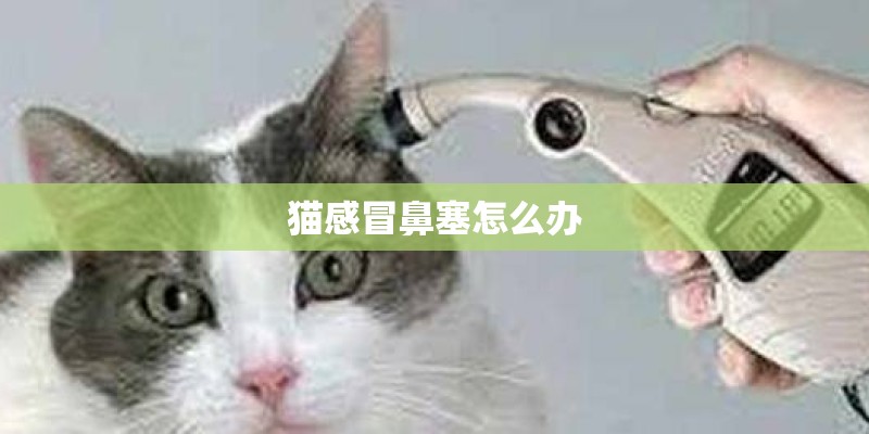 猫感冒鼻塞怎么办 猫感冒鼻塞怎么办