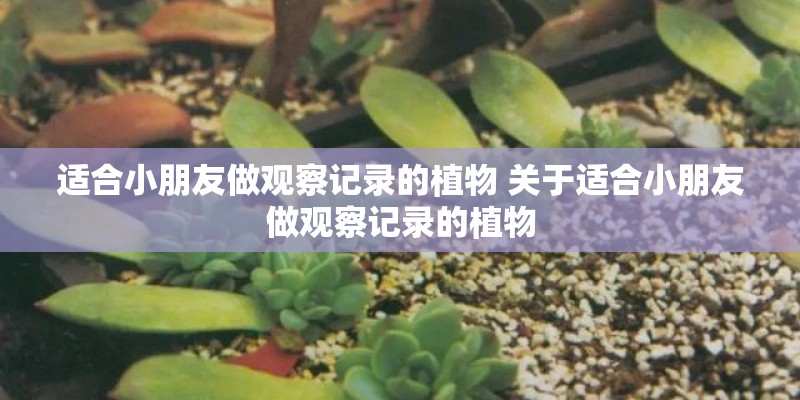 长城c30与c50有什么区别
