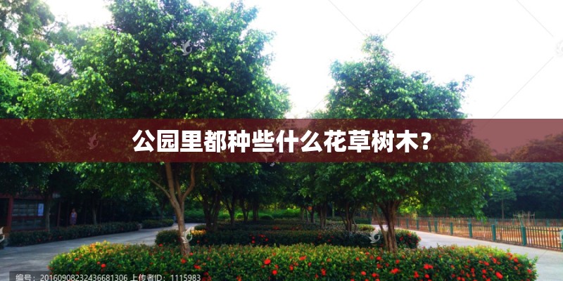 公园里都种些什么花草树木？