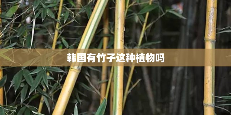 韩国有竹子这种植物吗 韩国有竹子这种植物吗
