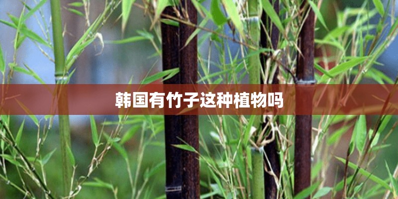 韩国有竹子这种植物吗 韩国有竹子这种植物吗