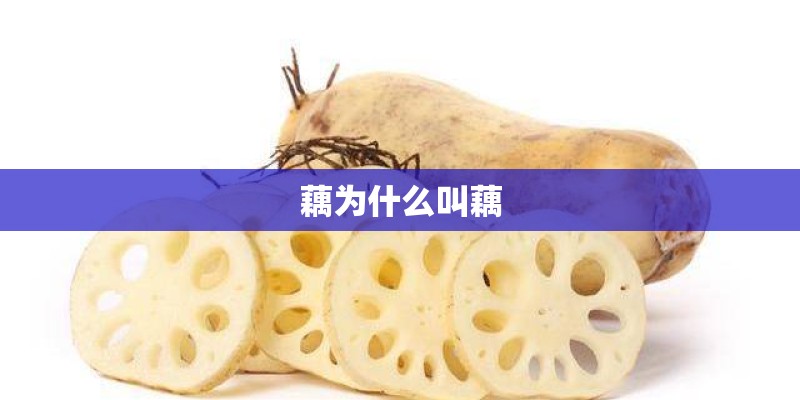 藕为什么叫藕 藕为什么叫藕