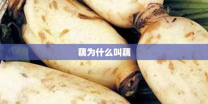 藕为什么叫藕 藕为什么叫藕