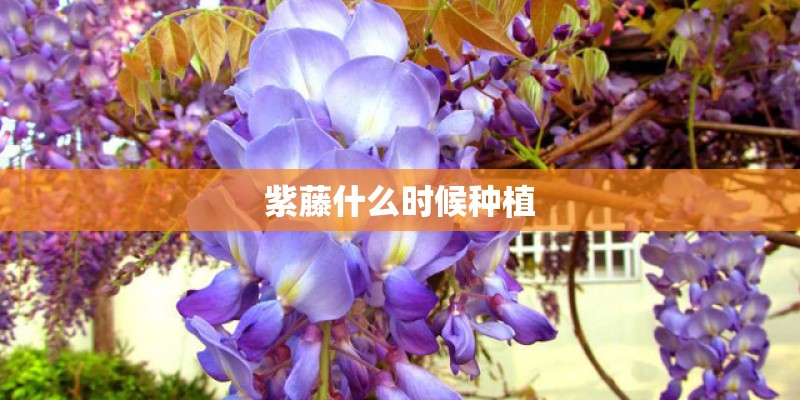 紫藤什么时候种植 紫藤什么时候种植