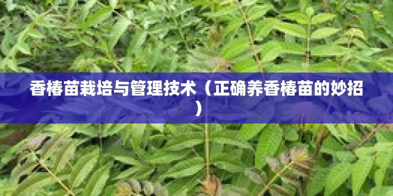 香椿苗栽培与管理技术(正确养香椿苗的妙招) 香椿苗栽培与管理技术(正确养香椿苗的妙招)