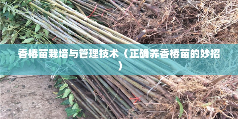 香椿苗栽培与管理技术(正确养香椿苗的妙招) 香椿苗栽培与管理技术(正确养香椿苗的妙招)