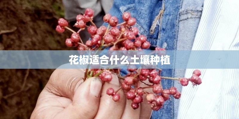 花椒适合什么土壤种植 花椒适合什么土壤种植