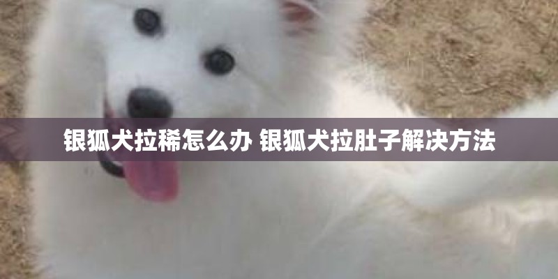 银狐犬拉稀怎么办 银狐犬拉肚子解决方法 银狐犬拉稀怎么办 银狐犬拉肚子解决方法