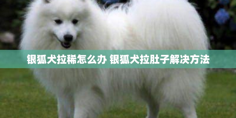 银狐犬拉稀怎么办 银狐犬拉肚子解决方法 银狐犬拉稀怎么办 银狐犬拉肚子解决方法