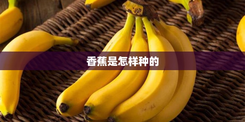 香蕉是怎样种的 香蕉是怎样种的