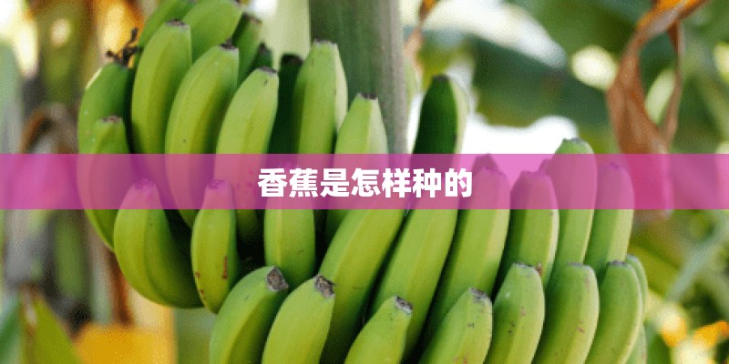 香蕉是怎样种的 香蕉是怎样种的