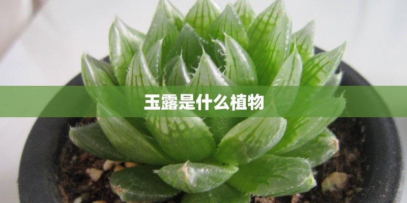玉露是什么植物 玉露是什么植物