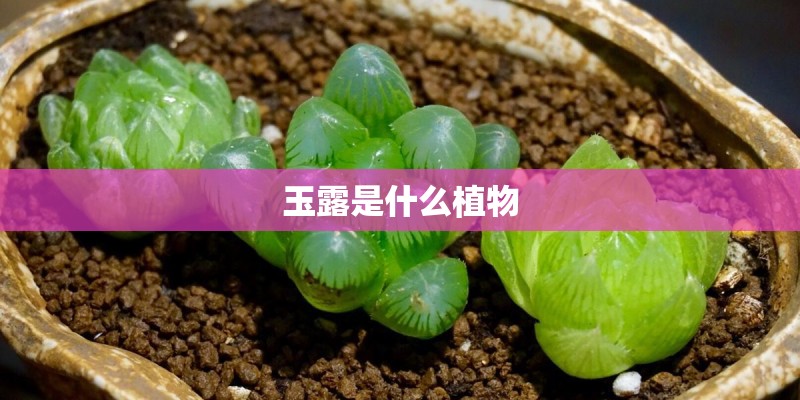 玉露是什么植物 玉露是什么植物