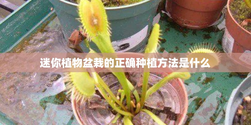 迷你植物盆栽的正确种植方法是什么 迷你植物盆栽的正确种植方法是什么