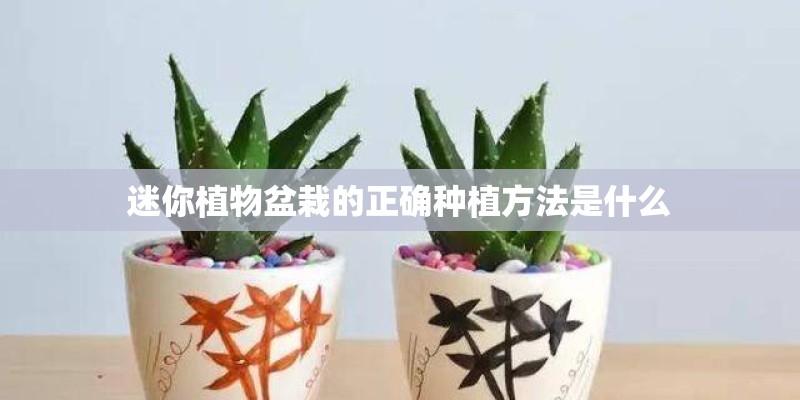 迷你植物盆栽的正确种植方法是什么 迷你植物盆栽的正确种植方法是什么