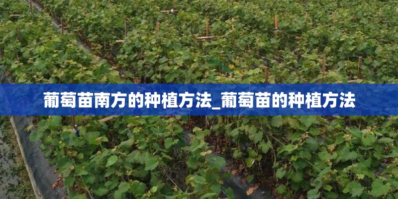 为什么现在很多番茄吃起来很硬？