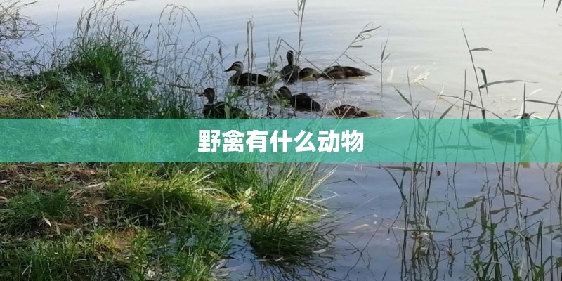 野禽有什么动物 野禽有什么动物