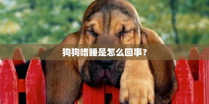 狗狗嗜睡是怎么回事? 狗狗嗜睡是怎么回事?