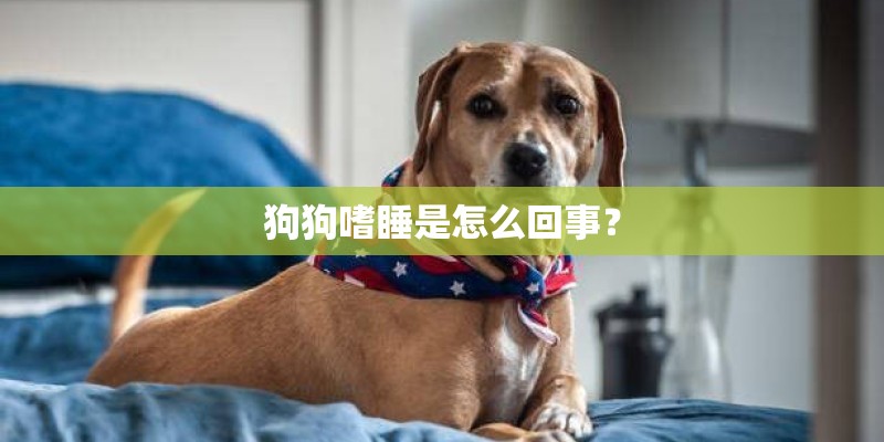 狗狗嗜睡是怎么回事? 狗狗嗜睡是怎么回事?