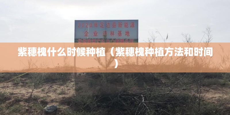 紫穗槐什么时候种植(紫穗槐种植方法和时间) 紫穗槐什么时候种植(紫穗槐种植方法和时间)