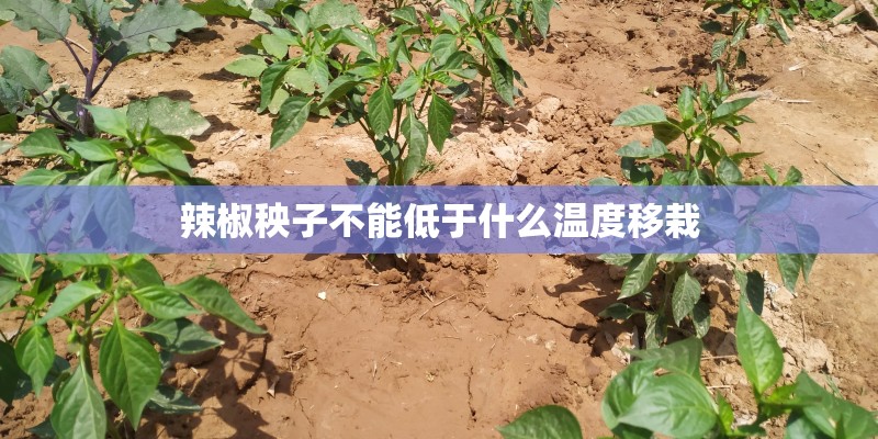 辣椒秧子不能低于什么温度移栽 辣椒秧子不能低于什么温度移栽