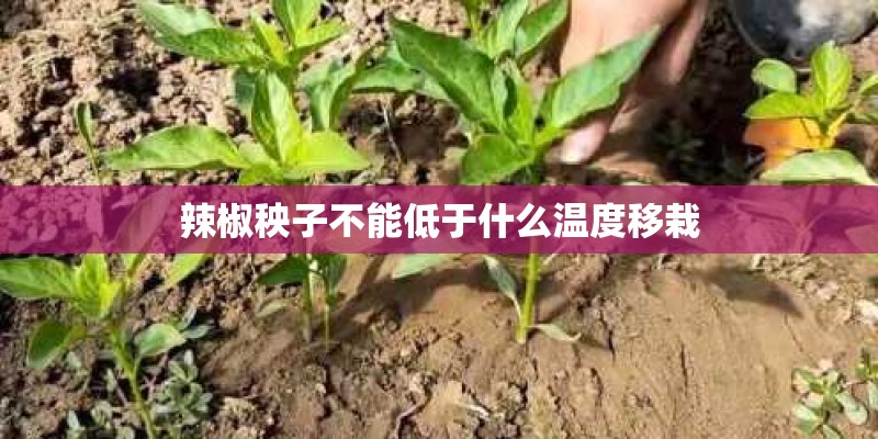辣椒秧子不能低于什么温度移栽 辣椒秧子不能低于什么温度移栽