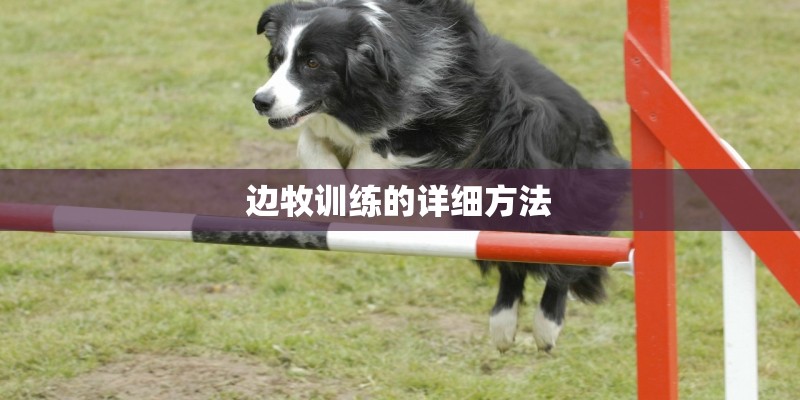 边牧训练的详细方法