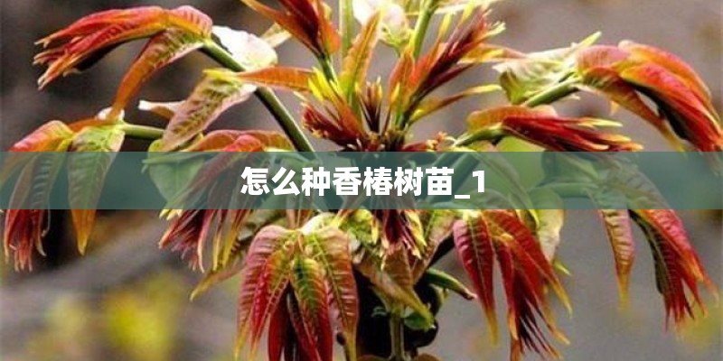 玉米种植要怎么做田间管理？
