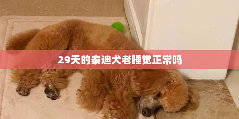 29天的泰迪犬老睡觉正常吗 29天的泰迪犬老睡觉正常吗