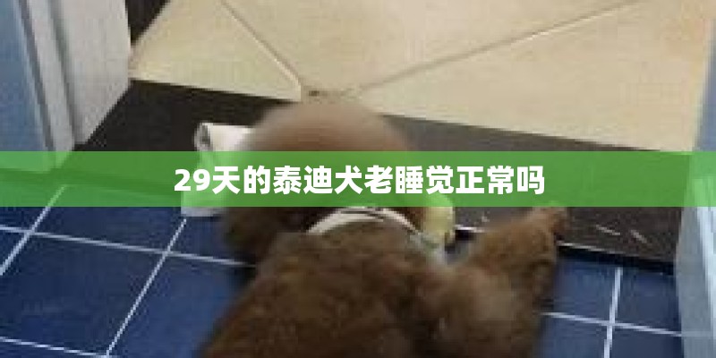 29天的泰迪犬老睡觉正常吗 29天的泰迪犬老睡觉正常吗