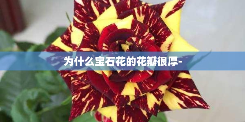为什么宝石花的花瓣很厚- 为什么宝石花的花瓣很厚-
