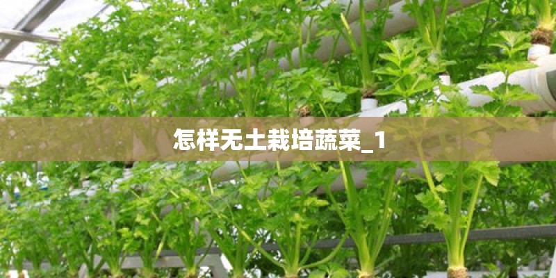 怎样无土栽培蔬菜_1 怎样无土栽培蔬菜_1