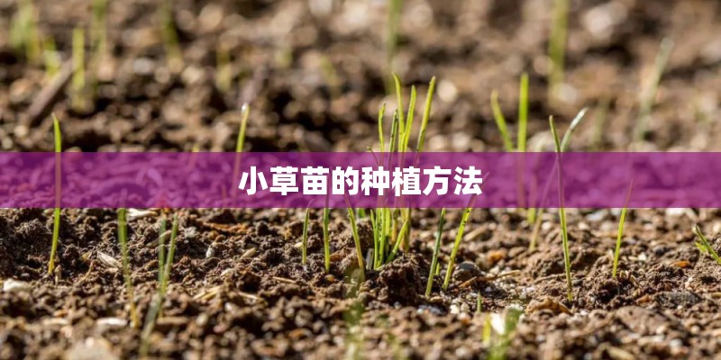小草苗的种植方法 小草苗的种植方法