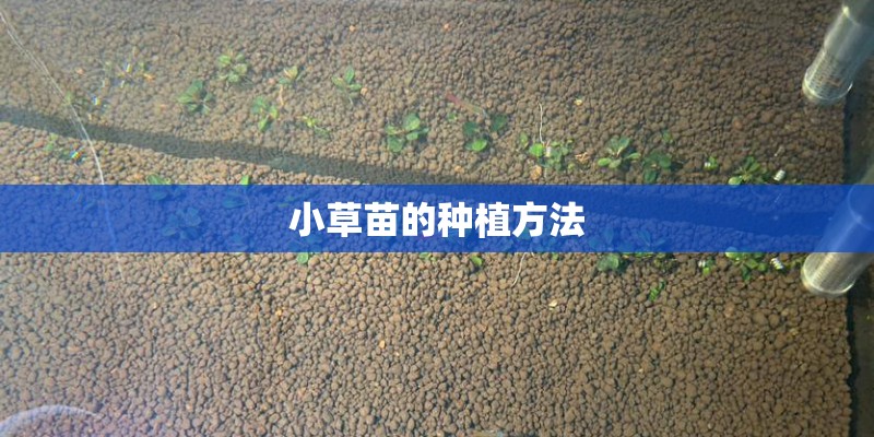 小草苗的种植方法 小草苗的种植方法
