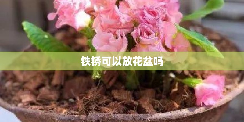 铁锈可以放花盆吗 铁锈可以放花盆吗