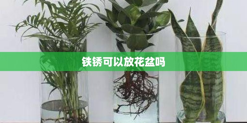 铁锈可以放花盆吗 铁锈可以放花盆吗