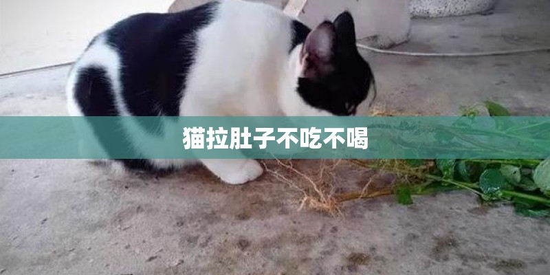 猫拉肚子不吃不喝 猫拉肚子不吃不喝
