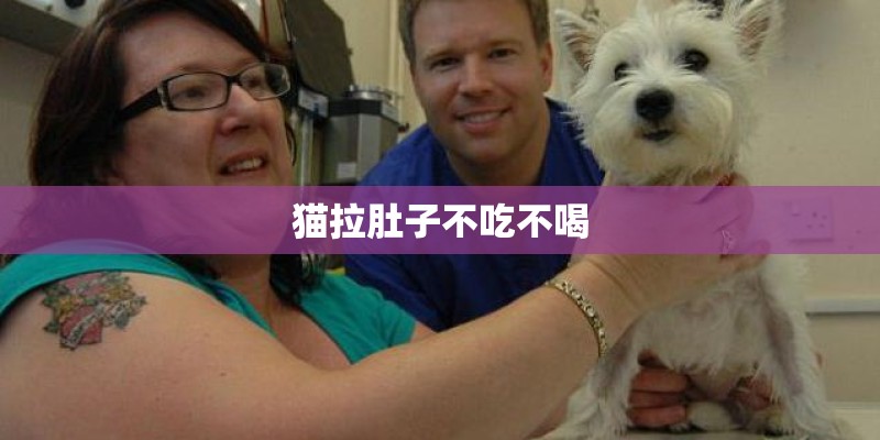 猫拉肚子不吃不喝 猫拉肚子不吃不喝